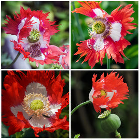 Seed Needs Danish Flag Poppy seed packet; open-pollinated heirloom enabling true-to-type blooms