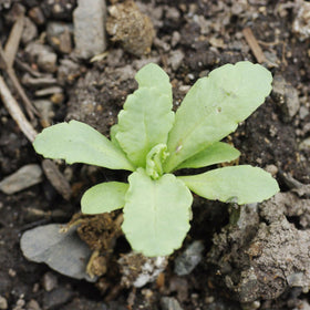 Seed Needs Danish Flag Poppy sowing guide; practical steps for reliable germination