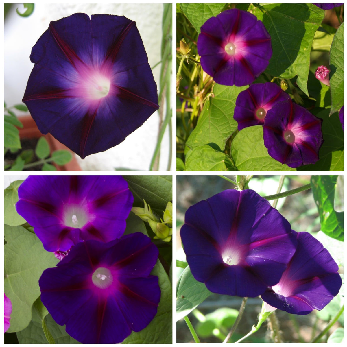 Seed Needs deep purple almost black flowers brighten sunny walls and trellises.