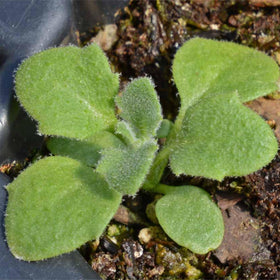 Direct outdoor sowing guidance helps Purple Rockcress establish quickly.
