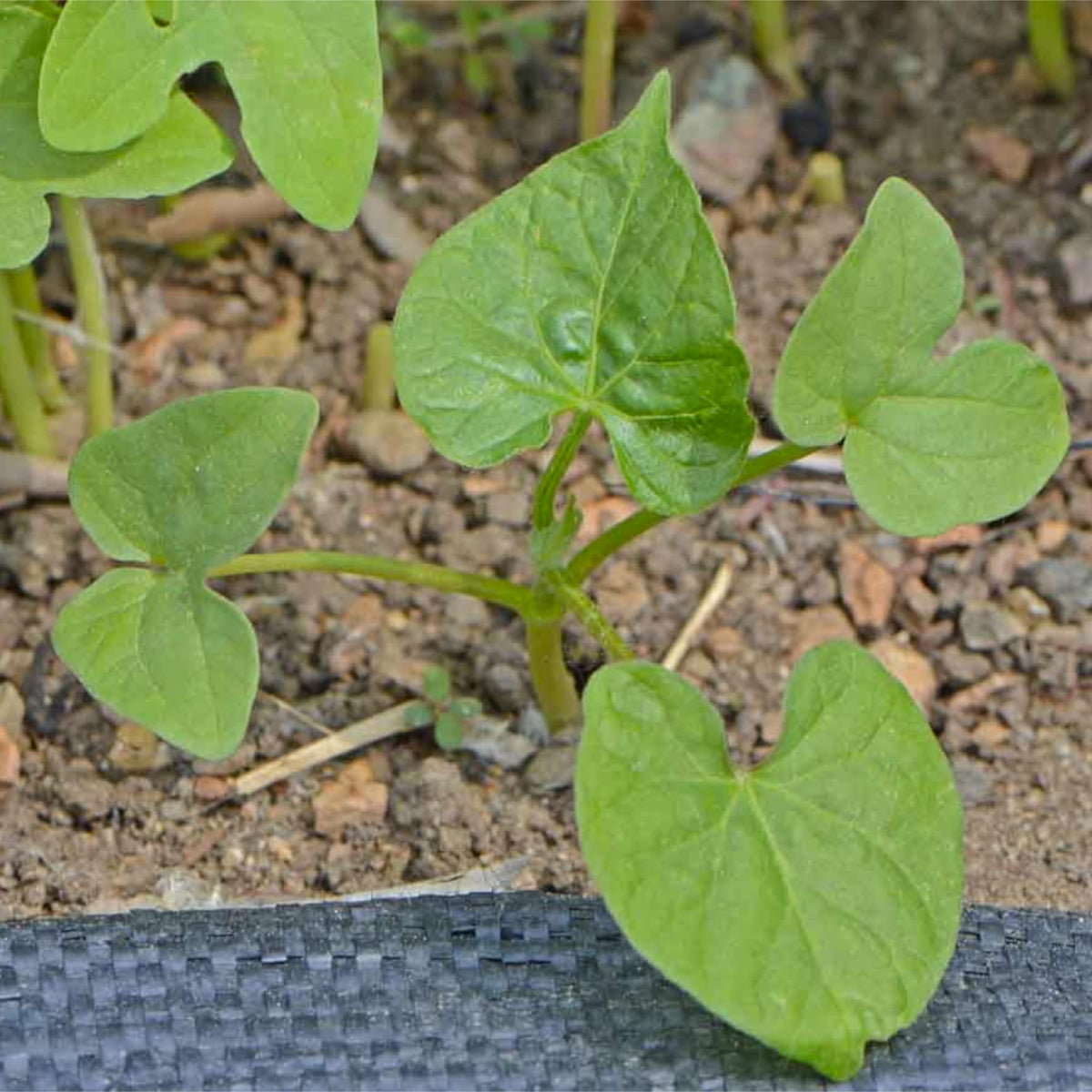 Seed Needs direct sow after frost for quick, colorful vertical coverage.