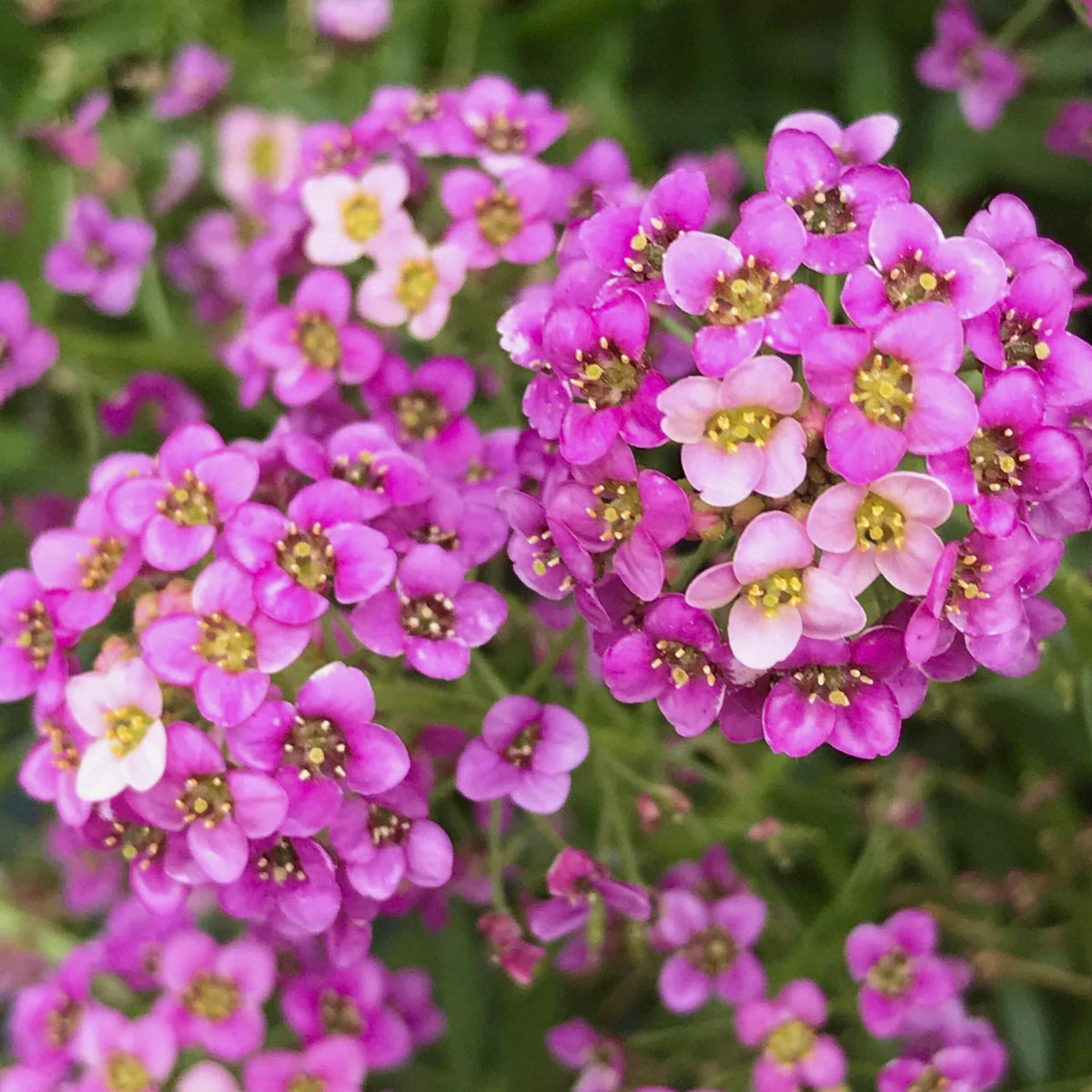 Seed Needs Dwarf Pink Alyssum hardy through autumn cool nights.