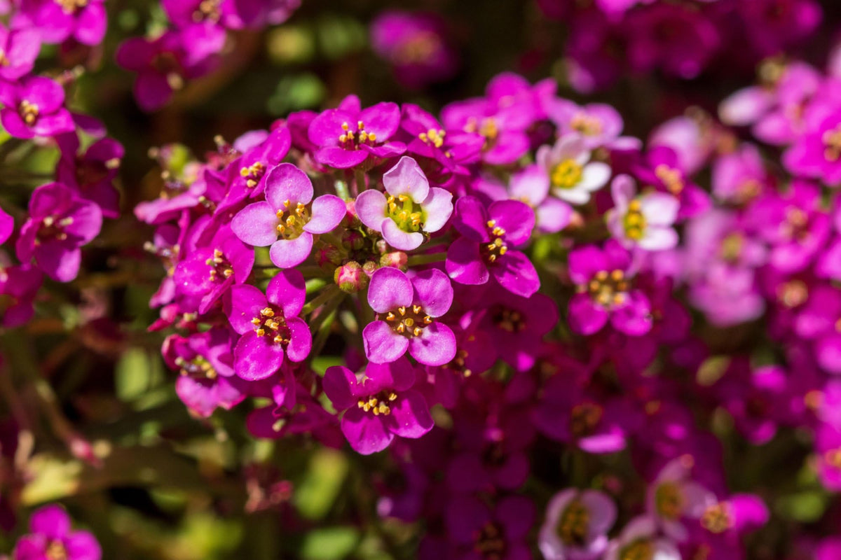 Seed Needs Dwarf Pink Alyssum open-pollinated, non-GMO promise.