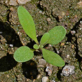 Seed Needs Dwarf Pink Alyssum seed packet features art and sowing tips.