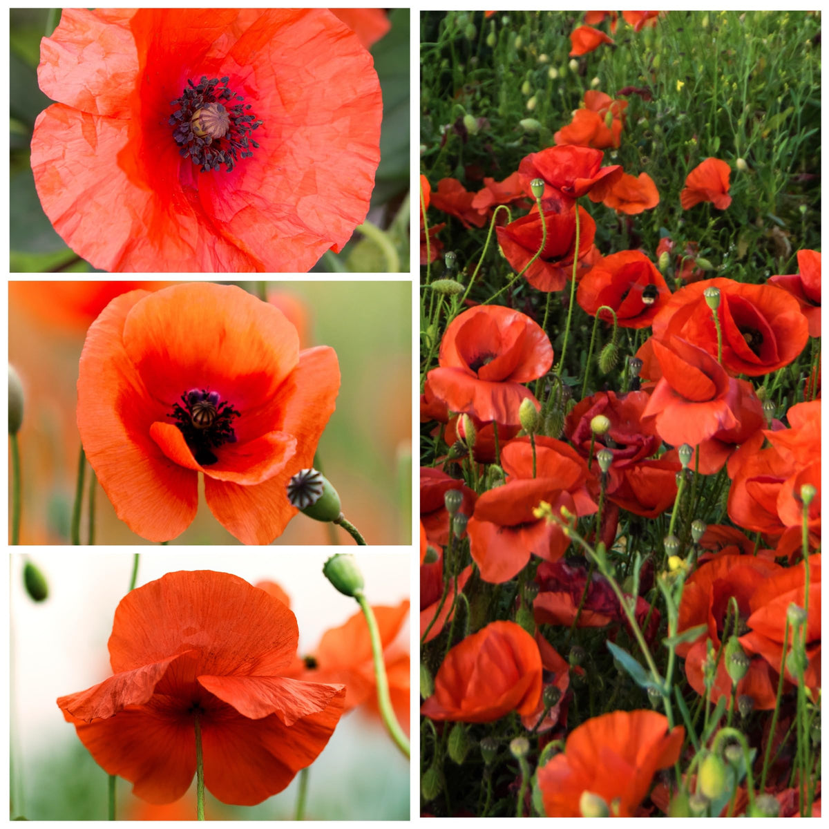 Seed Needs heirloom red poppies attract butterflies and wildlife in beds.