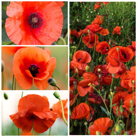 Seed Needs heirloom red poppies attract butterflies and wildlife in beds.