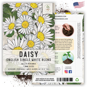 Seed Needs English Daisy seeds germination time and growth potential