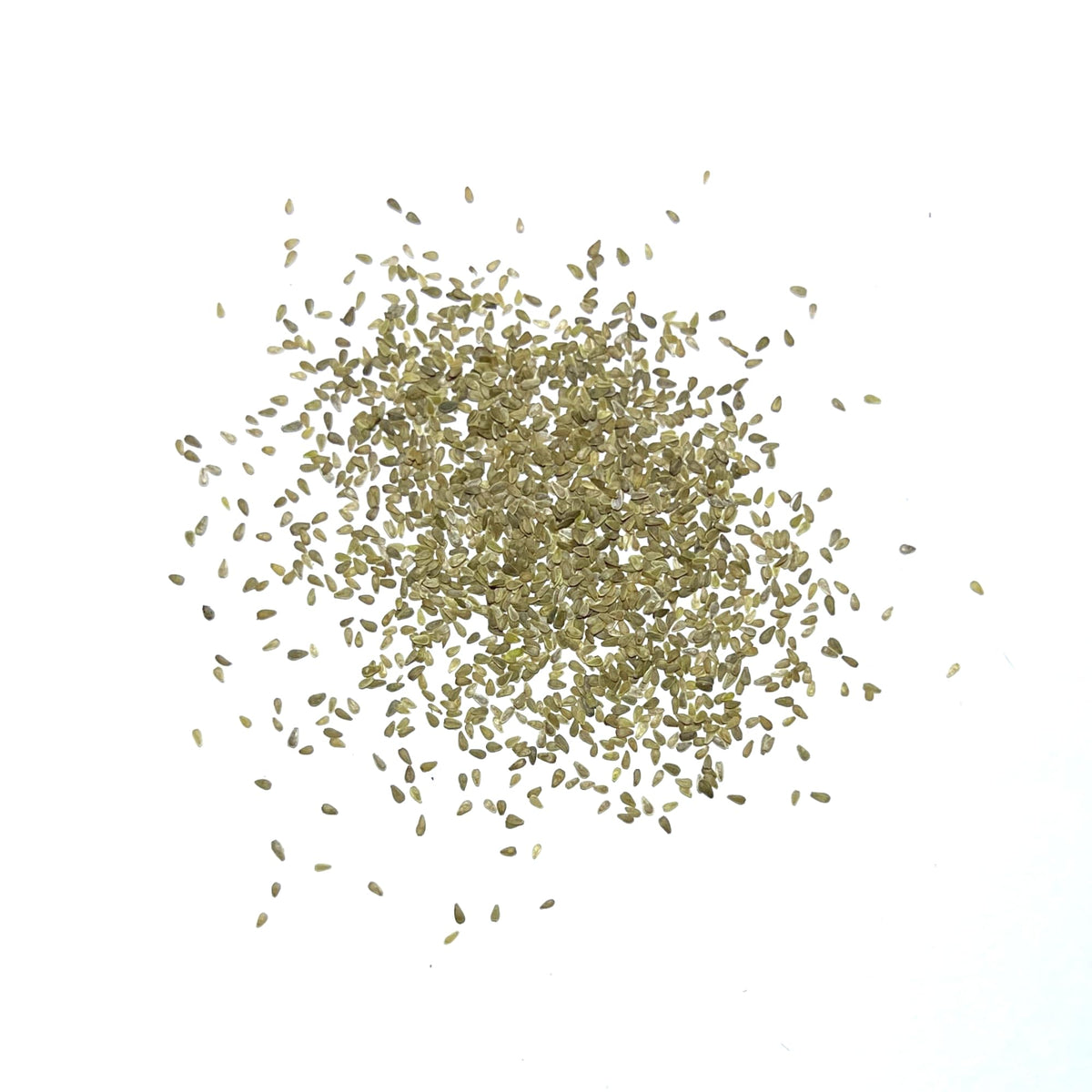 Seed Needs English Daisy seeds groundcover in a garden setting