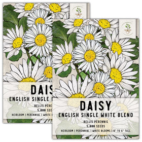 Seed Needs English Daisy seeds packaging with sowing instructions