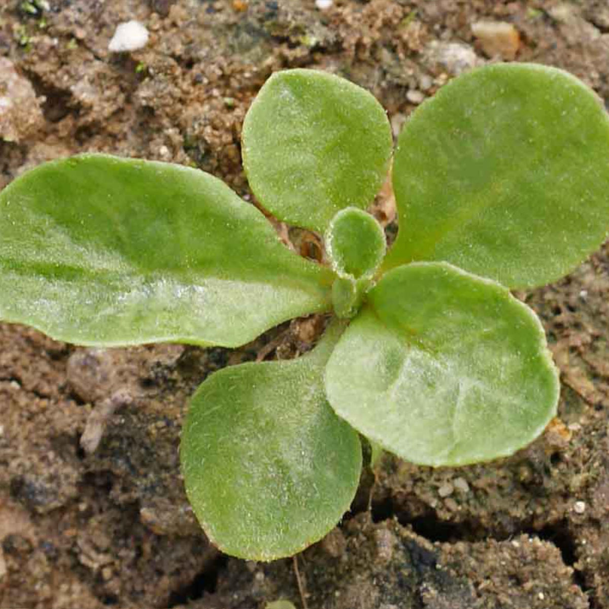 Seed Needs English Daisy seeds in rock garden arrangement
