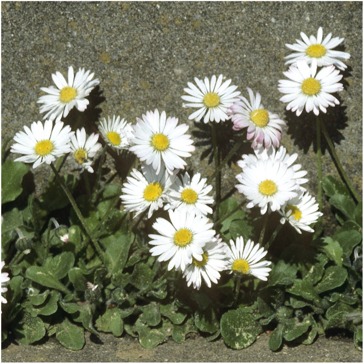 Seed Needs English Daisy seeds white blooms close-up for vibrant flowers