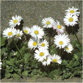 Seed Needs English Daisy seeds white blooms close-up for vibrant flowers