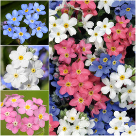 Seed Needs Forget Me Not grows to 16-18 inches, adding vertical interest to beds