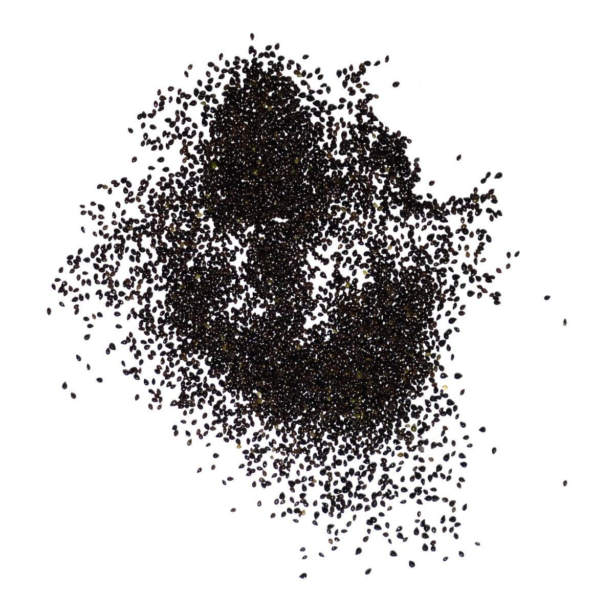 Seed Needs Forget Me Not are biennial and offer a second-season bloom for lasting color