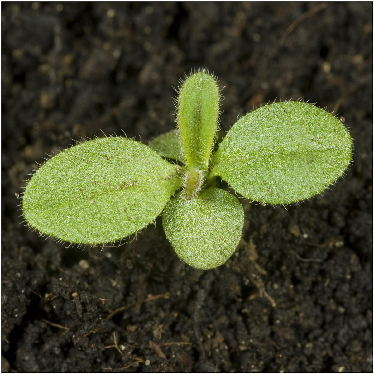 Seed Needs Forget Me Not supports a butterfly garden by attracting pollinators