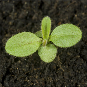 Seed Needs Forget Me Not supports a butterfly garden by attracting pollinators