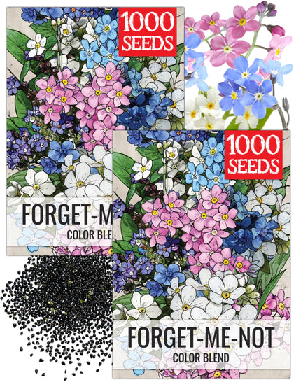 Seed Needs Forget Me Not blooms form delicate clusters for a colorful border