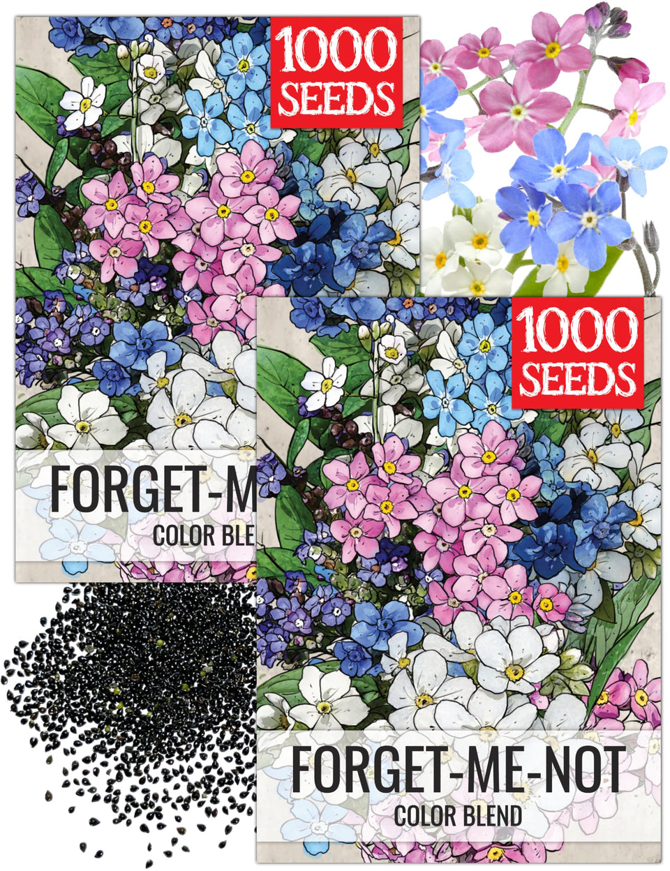 Seed Needs Forget Me Not blooms form delicate clusters for a colorful border