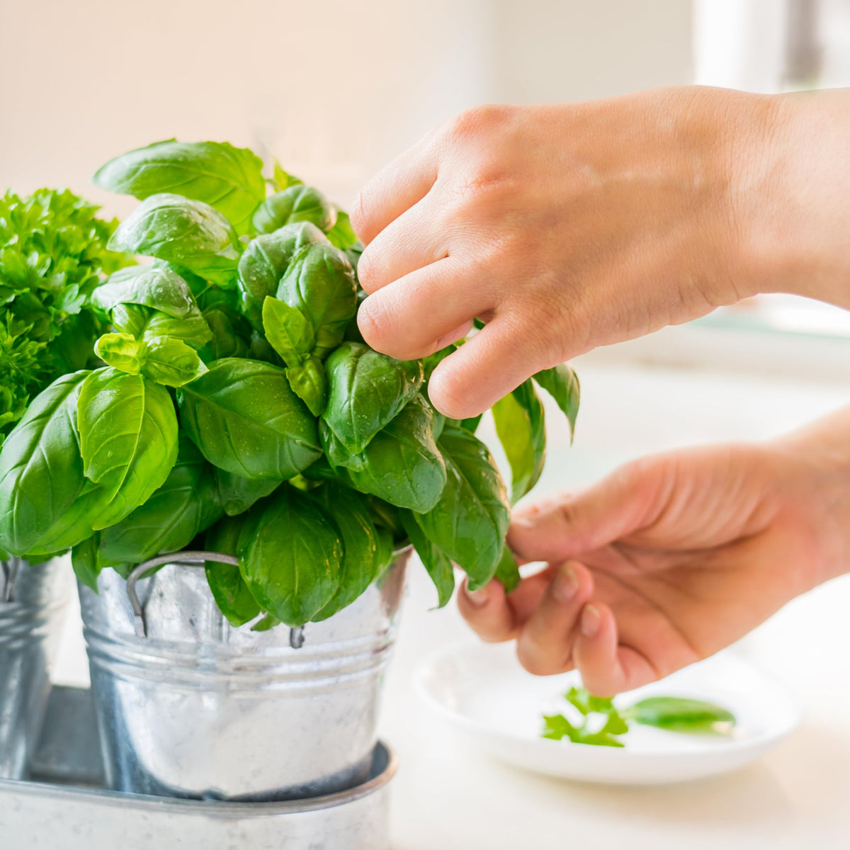 Seed Needs fresh dinner with herbs idea showing culinary versatility.