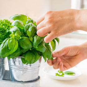 Seed Needs fresh dinner with herbs idea showing culinary versatility.