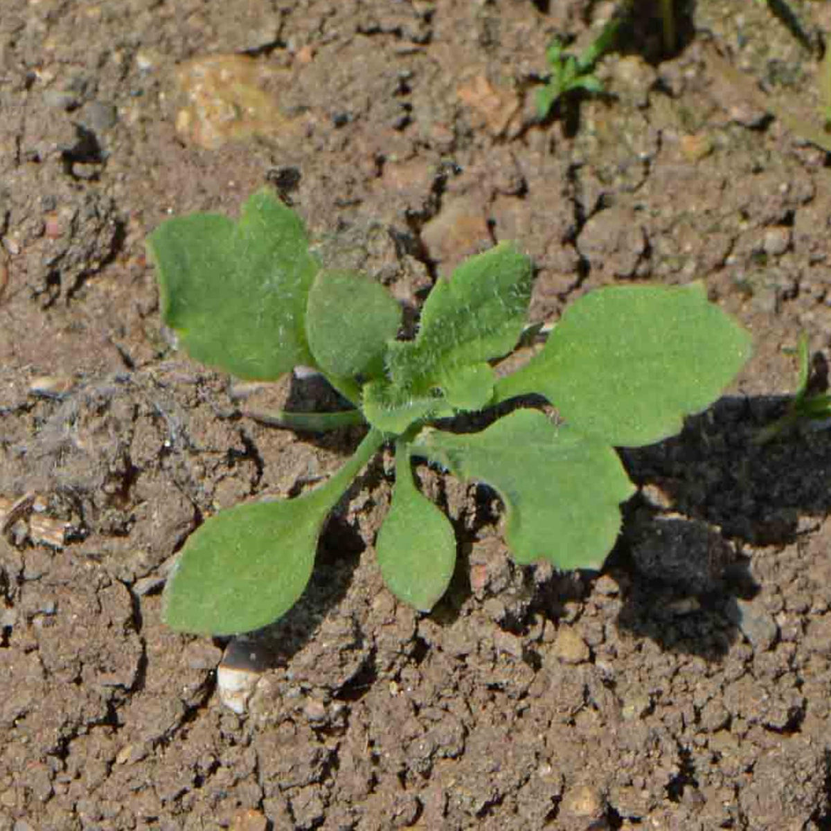 Seed Needs open-pollinated heirloom seeds, mostly non-GMO and fresh direct from growers.