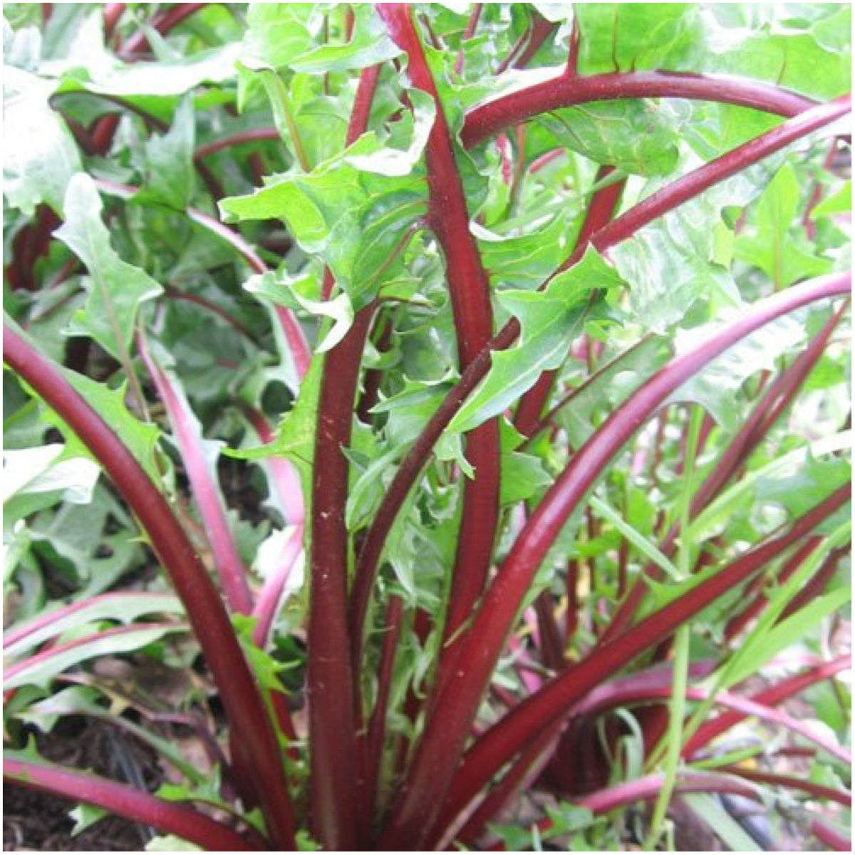 Seed Needs Garnet Stem Dandelion leaves for crisp garden greens.