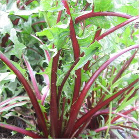 Seed Needs Garnet Stem Dandelion leaves for crisp garden greens.