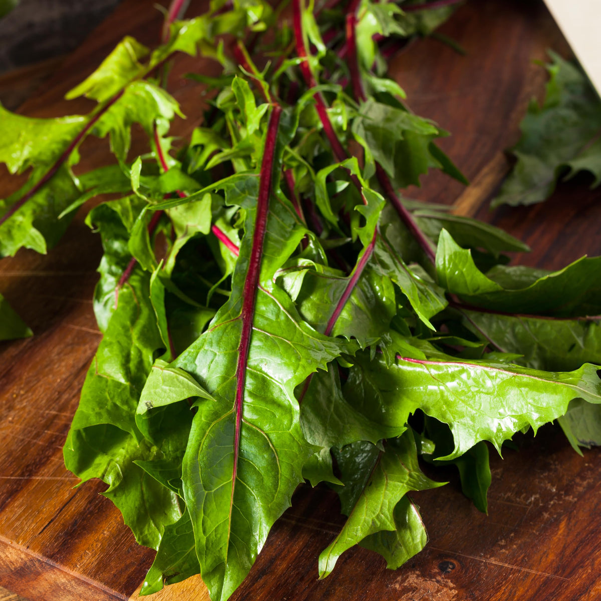Seed Needs Garnet Stem Dandelion open-pollinated heirloom seeds for gardening.
