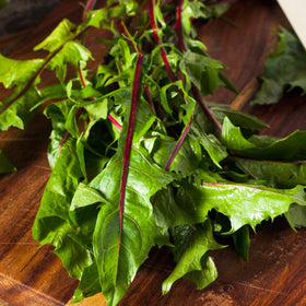 Seed Needs Garnet Stem Dandelion open-pollinated heirloom seeds for gardening.