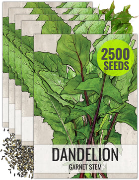 Seed Needs Garnet Stem Dandelion planting seeds for edible greens.