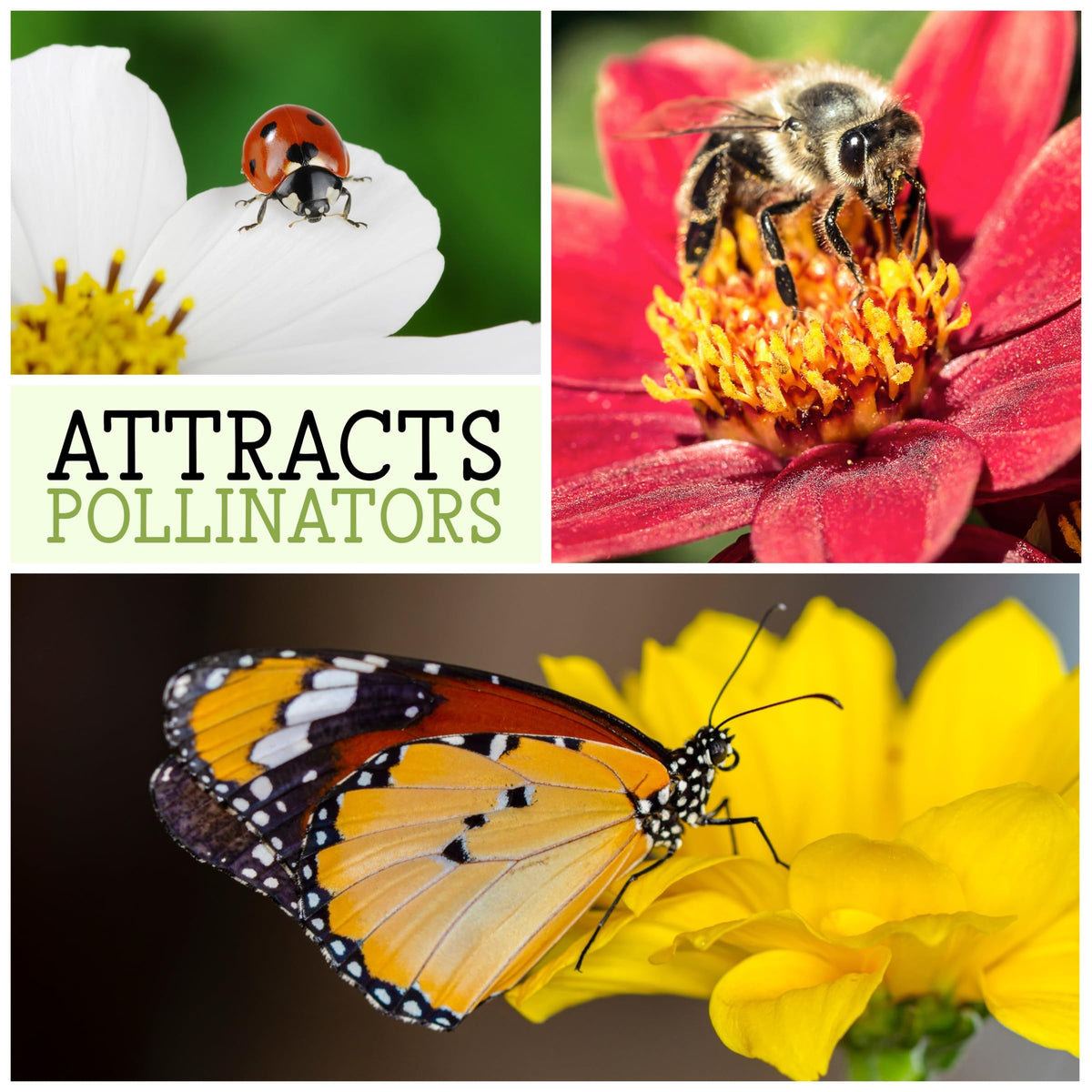 Seed Needs open pollinated heirloom seeds from the Growers network.