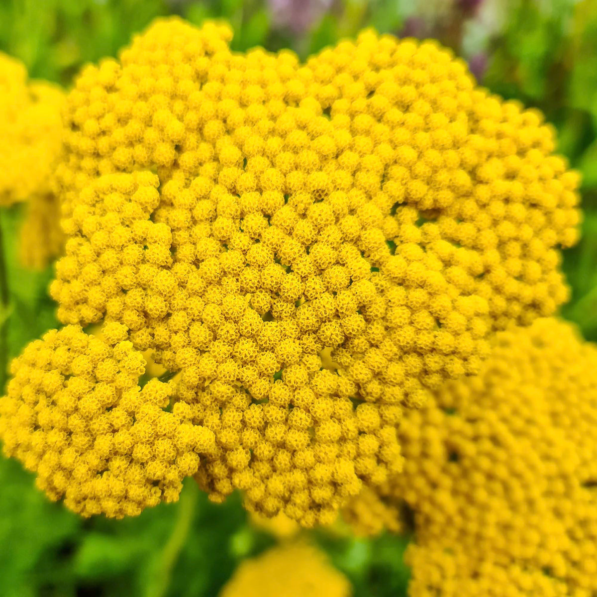 Seed Needs Gold Yarrow in pollinator garden attracts butterflies and adds color.