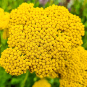 Seed Needs Gold Yarrow in pollinator garden attracts butterflies and adds color.