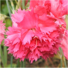 Grenadin Rose Carnation bouquet shot showing spicy fragrance and dramatic pink blooms.