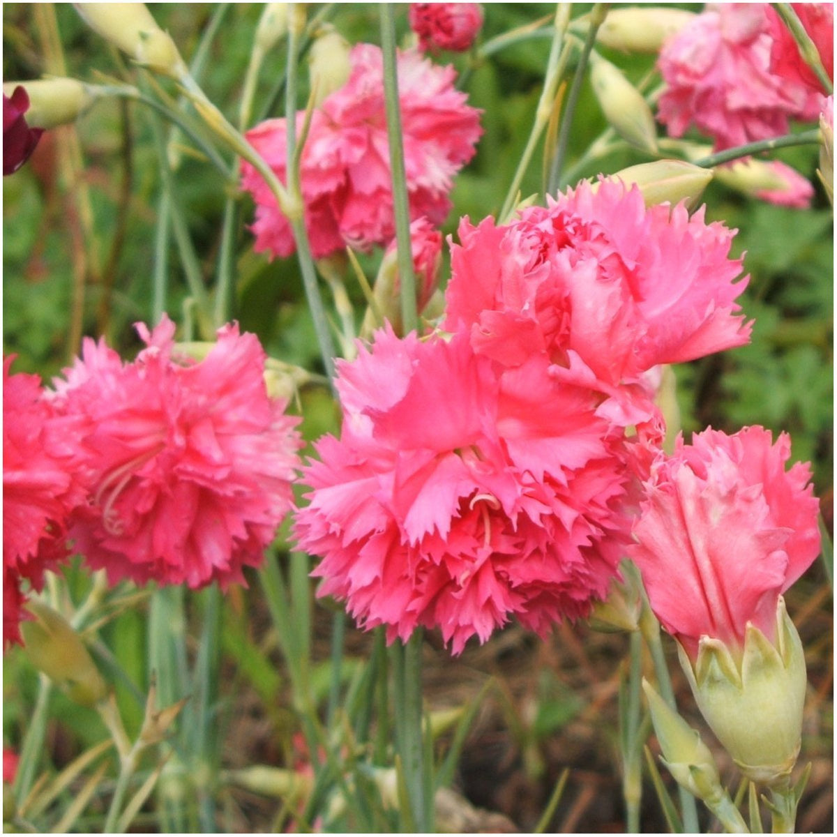 Close-up of Grenadin Rose Carnation petals, velvety texture and bold pink-red color for bouquets.