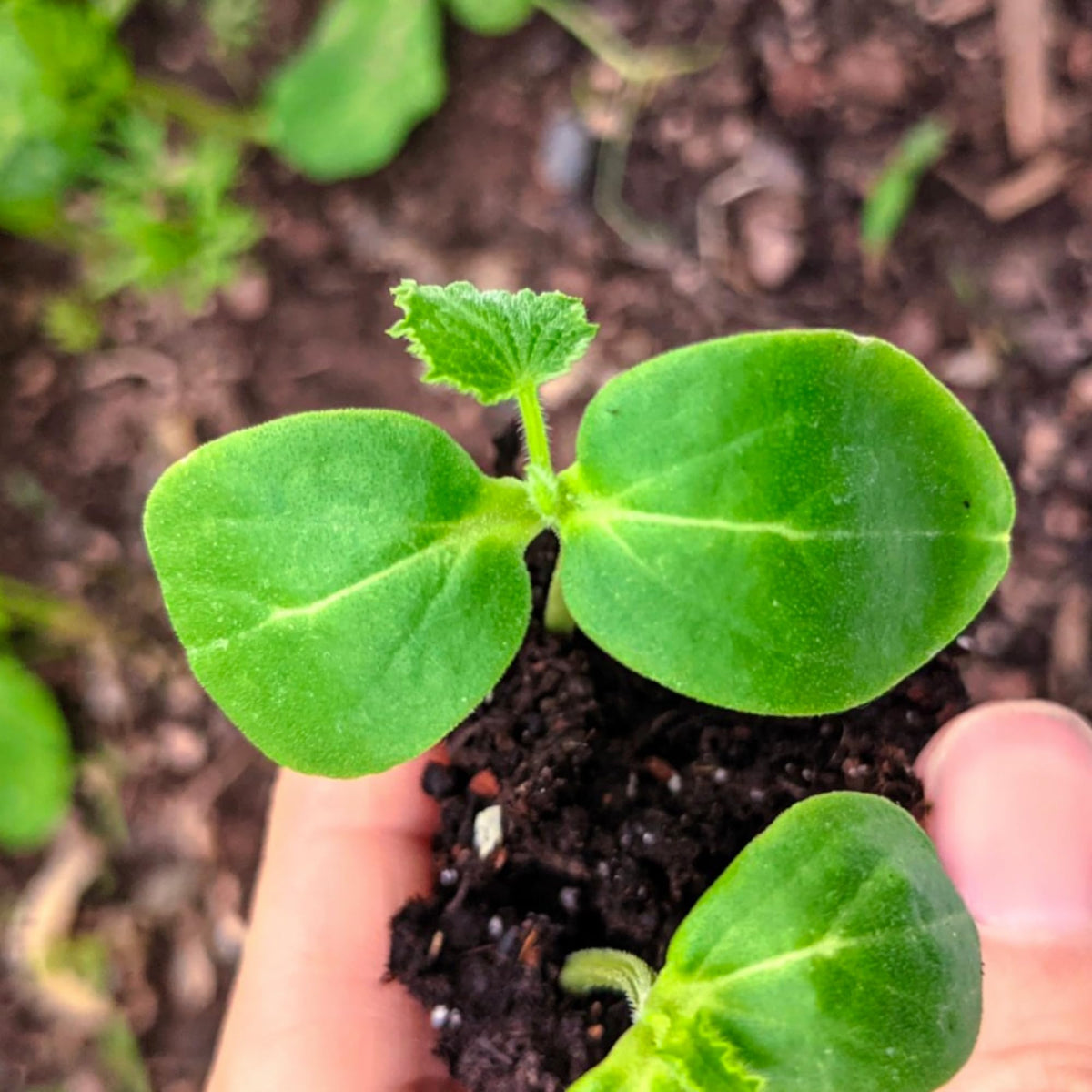 Seed Needs harvest window 50 to 75 days supports planning