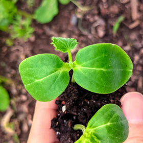 Seed Needs harvest window 50 to 75 days supports planning