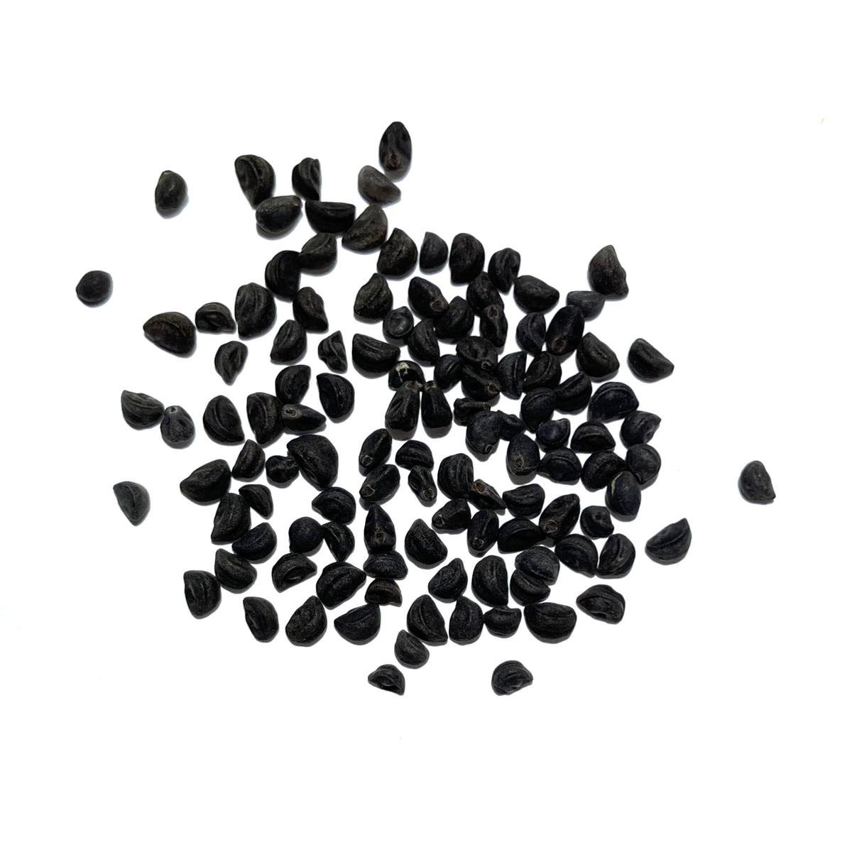 Seed Needs heart-shaped leaves close-up highlights lush foliage on vigorous vines.