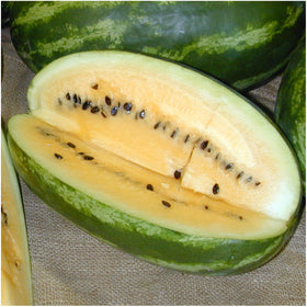 Seed Needs heirloom watermelon seeds label illustration highlights open-pollinated variety.
