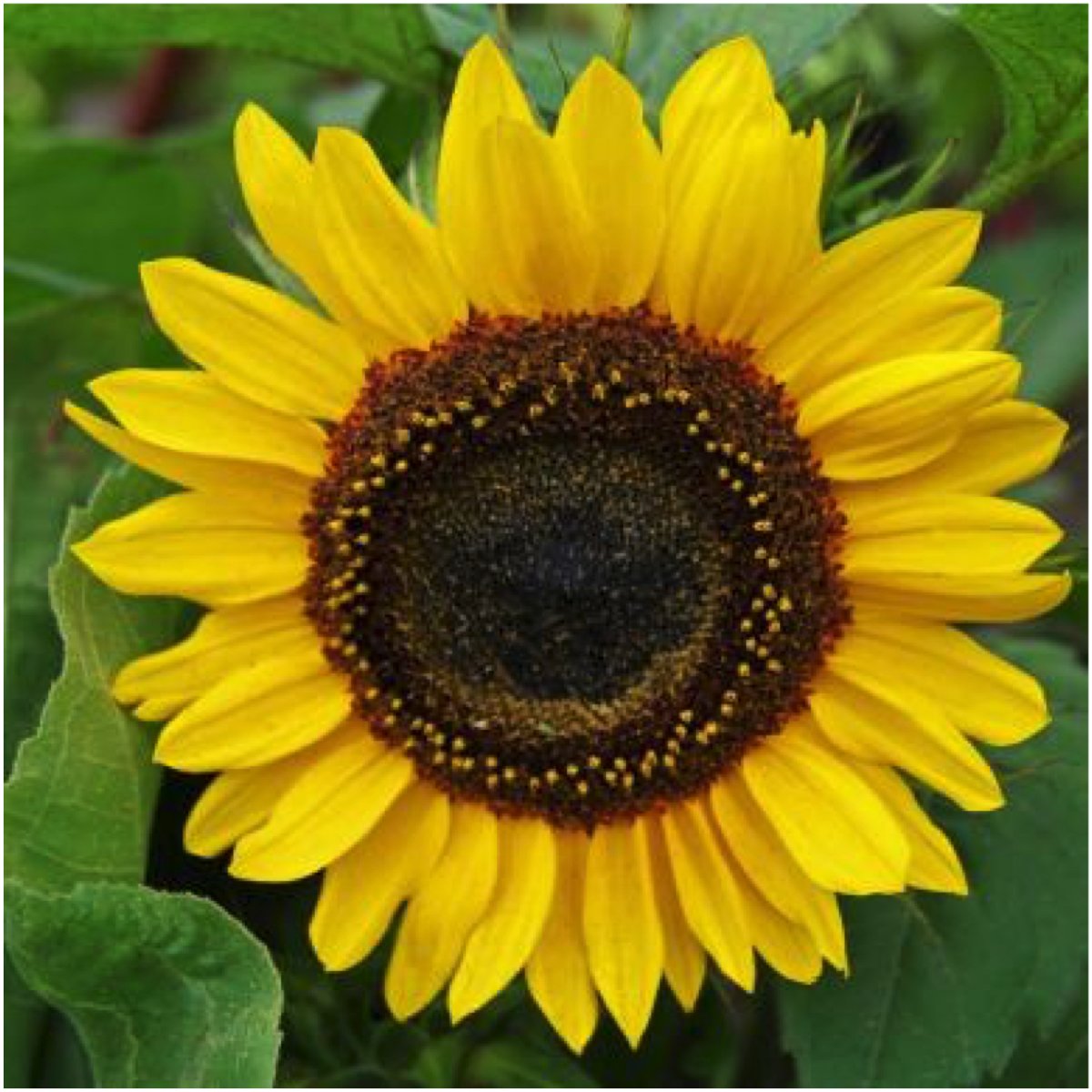 Seed Needs Henry Wilde sunflower tall stems create dramatic garden backdrop