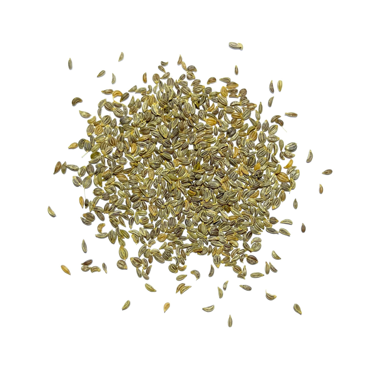 Seed Needs parsley greens growing in garden bed for fresh, versatile herbs.