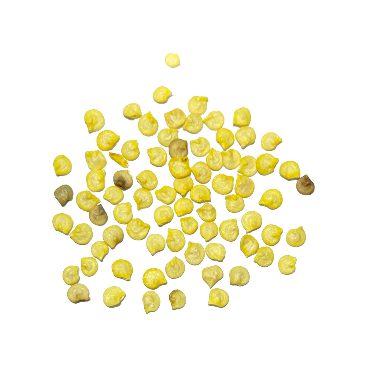 Seed Needs Jamaican Yellow Pepper harvest-ready peppers ideal for sauces.