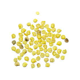 Seed Needs Jamaican Yellow Pepper harvest-ready peppers ideal for sauces.