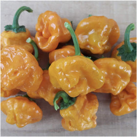 Seed Needs Jamaican Yellow Pepper ripe peppers show citrus heat on plant.