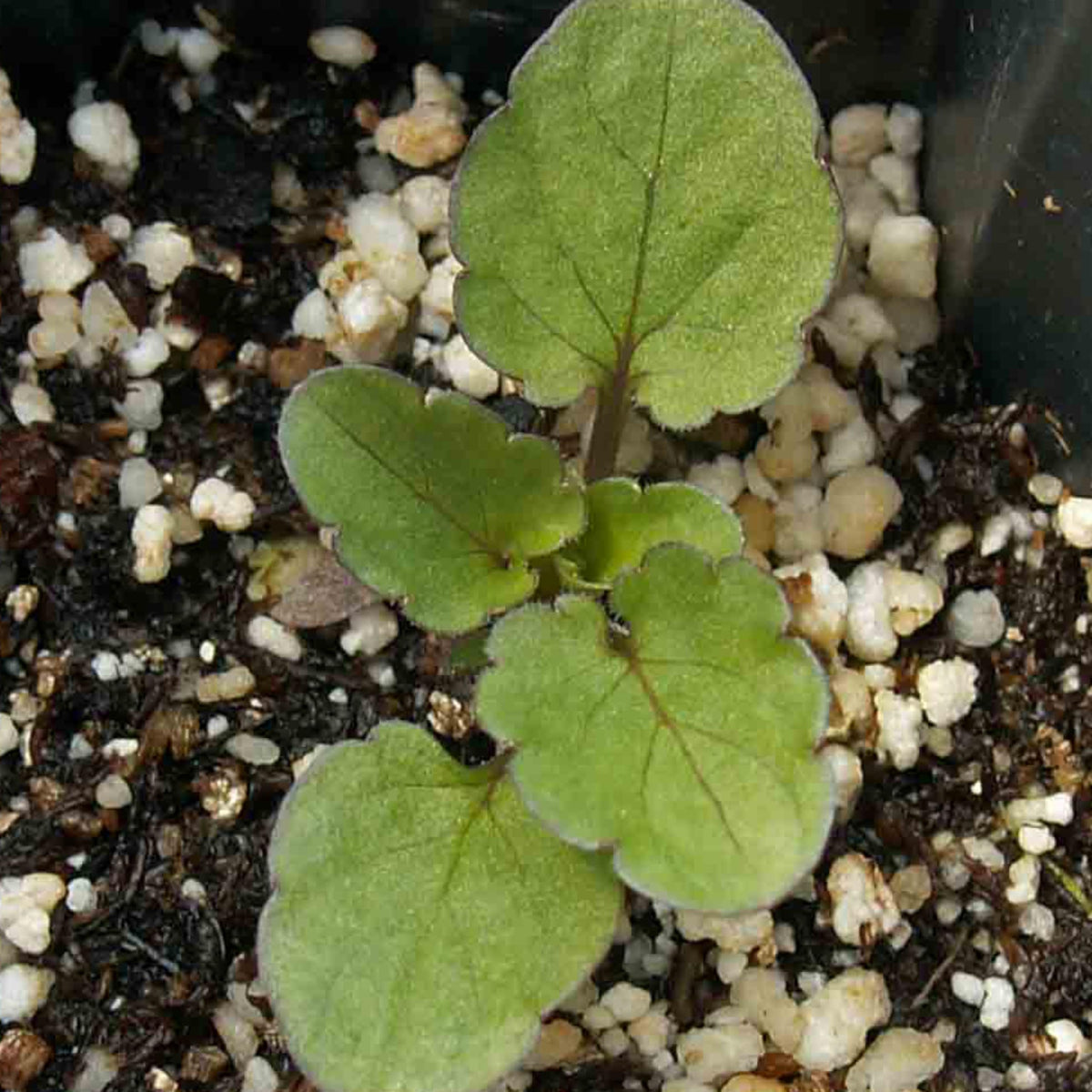 Seed Needs King Henry Viola packaging keeps seeds dry and fresh for next season.