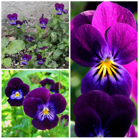 Seed Needs King Henry Viola seed packet artwork with sowing guidance for easy planting.