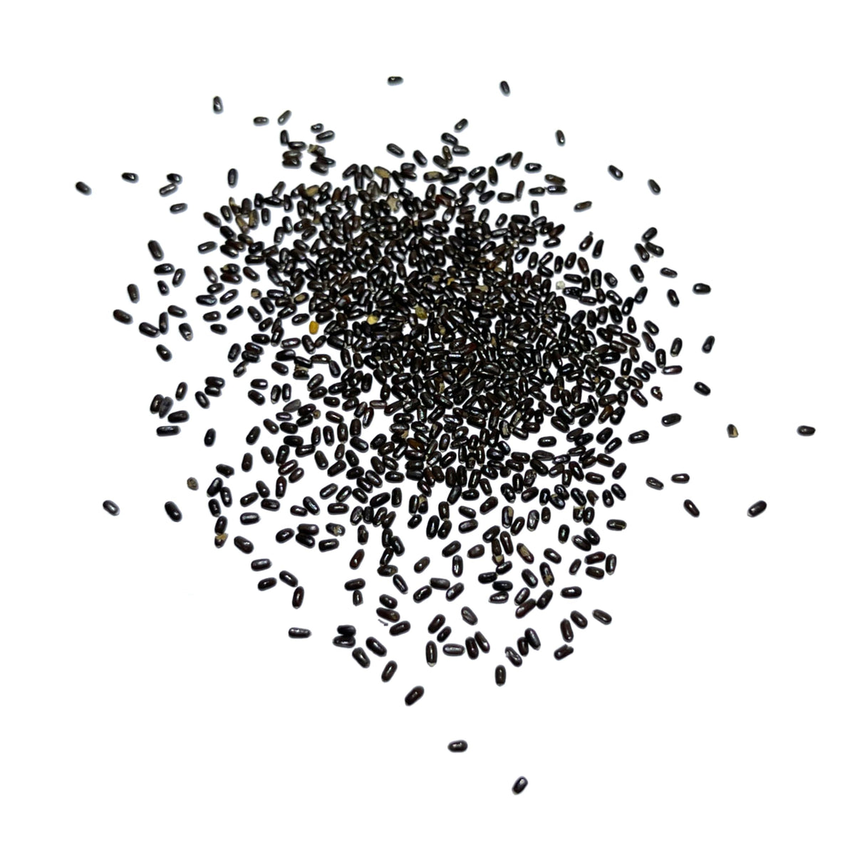 Seed Needs Hidcote lavender attracts bees for a pollinator-friendly garden.