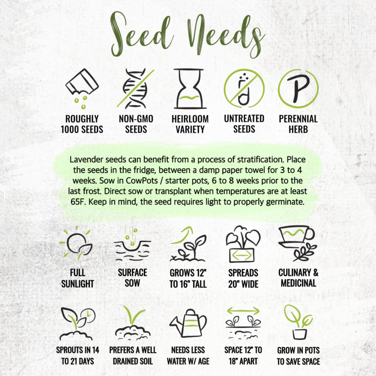 Seed Needs Hidcote lavender for essential oil crafting and aromatherapy.