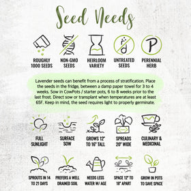 Seed Needs Hidcote lavender for essential oil crafting and aromatherapy.