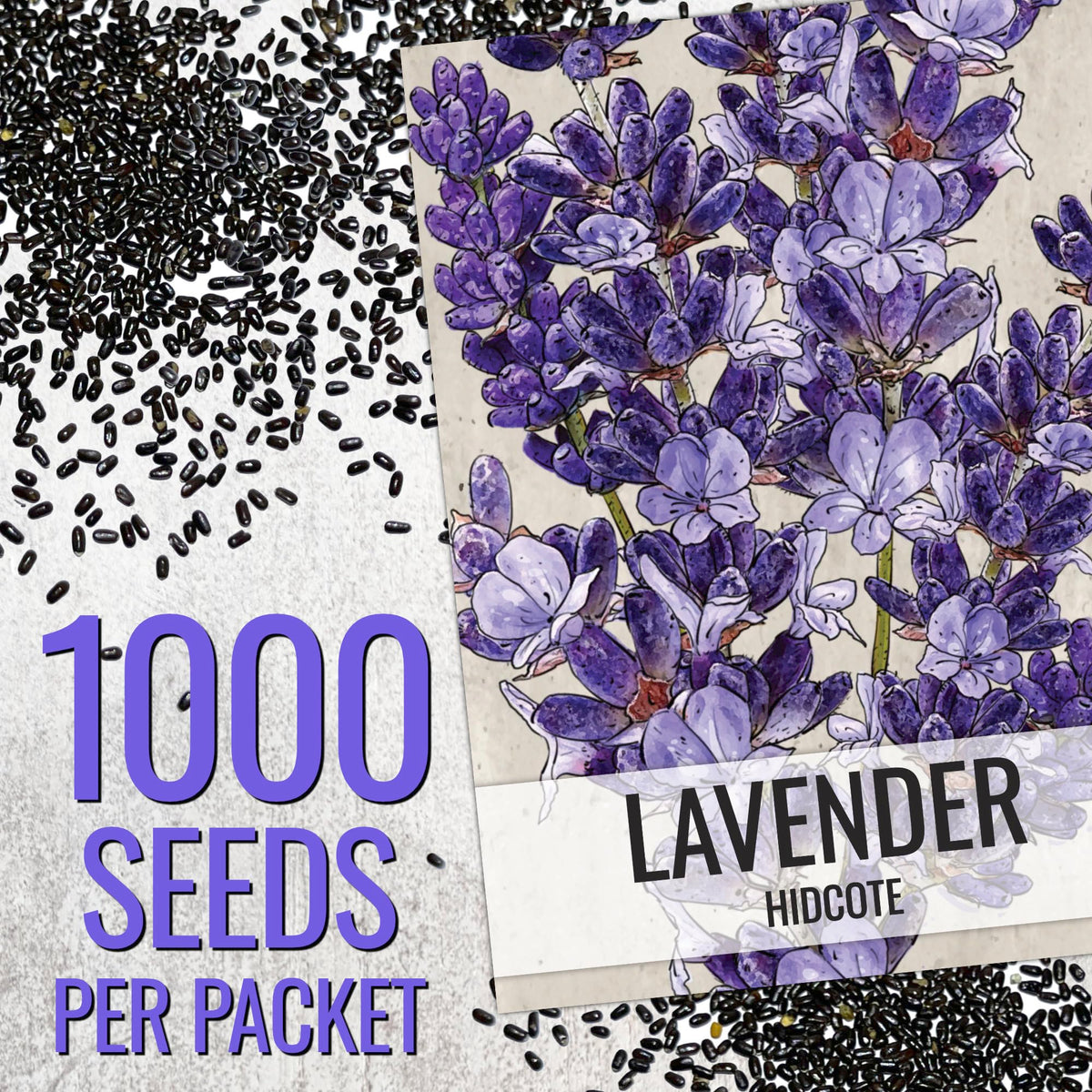 Seed Needs Hidcote lavender seeds in a garden bed, creating a fragrant border.